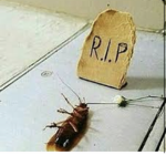 chao cockroach’s