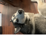 Noobkidsteens