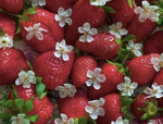 ･:*:･Fruities･:*:･