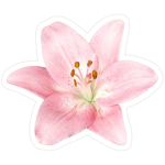 farah unicorns