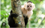 Pelican123monkey