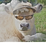 ｃｏｗ ｆａｍｉｌｉａ