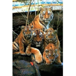 Tigers Fun Squad!!
