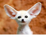 Fluffy_gamer1243 group