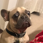 French Bull Doggos Are Awesome!!