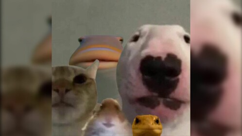 Find the meme animals
