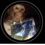 Monkeys and gorillas are the same thing
