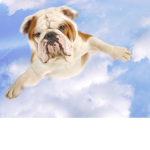 FLYY!