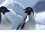 Penguin Awesome World Island
