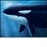 Sea Animal Stadium