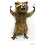 Raccoon_squad