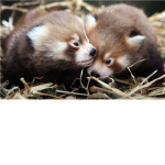 Red Panda Club