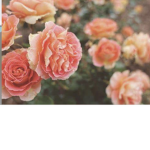 chars roses<3