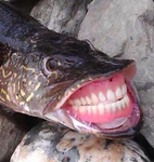 UndertakerLord