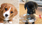 Doggie Fam :)