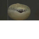 サカバンバスピス大好きグループ