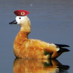 Duckarino's