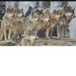 Wolf_pack/wolfs