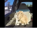 Capybara Fan Hangout