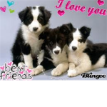 Furry Friends Forever!