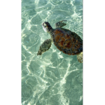 bby turtles