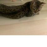 Katze group