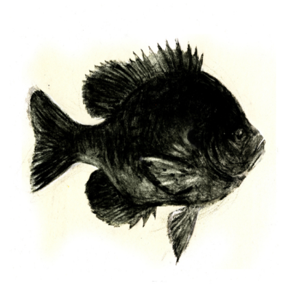 bill mayer goldish black and white B&W art drawing Roblox decal