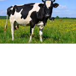 ChilledCow Group