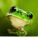 The Froggy Café