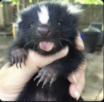 Skunk shenanigans