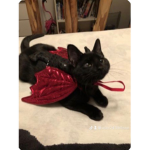 Cats in converse