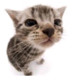 wtcatu