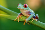 Frog Armay