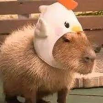 Capybara Team Fan Group