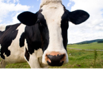 cow group MOOOOOOOOOOOOO