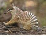 Numbat Studios