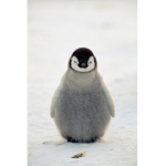 # PenguinSquad :D