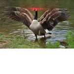 GooseOverlord