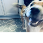 Epic dogs United club