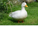 the duck cult of roblox
