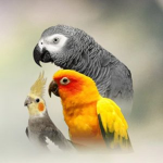 parrot Army