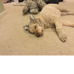 DOGGYS DOGGYS ARE CUTE