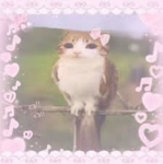Kawaiis friends!