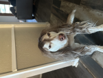 Archthedog’s group