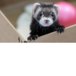 Ferret Palace