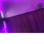 B O T S