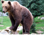 BEAR BEAR BEAR GANG