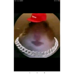 Porco oid