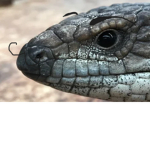 the dojo of the mighty lizard