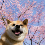 -Doge.pals-